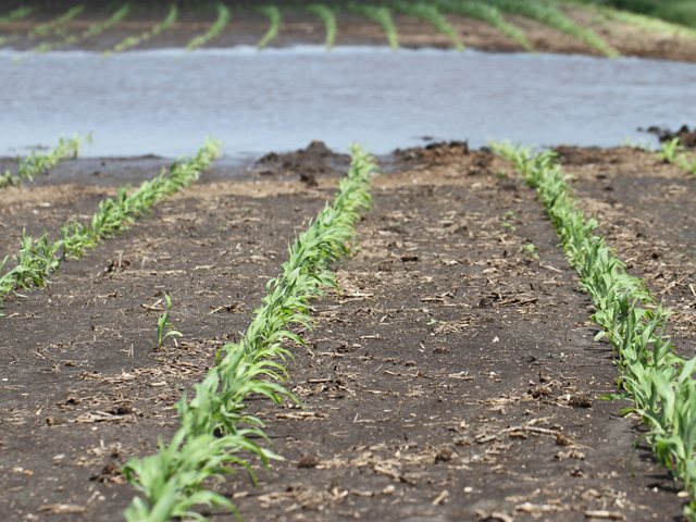 Heavy, persistent rainfalls in much of the Midwest have endangered some corn and soybean crops this year. (DTN photo by Pamela Smith)